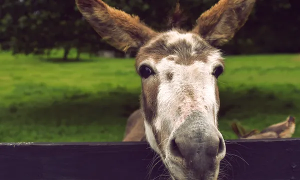 Happy donkey