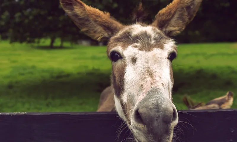 Happy donkey
