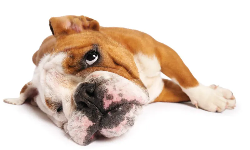 Bulldog