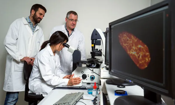 Kauri dieback fungi research fungus