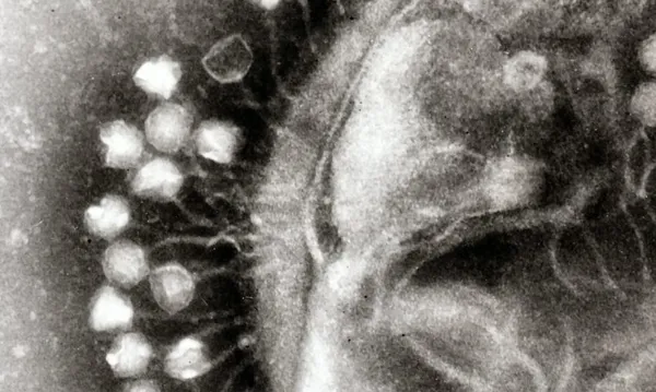 Phage