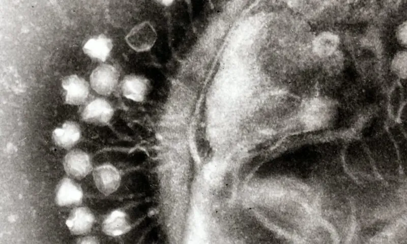 Phage
