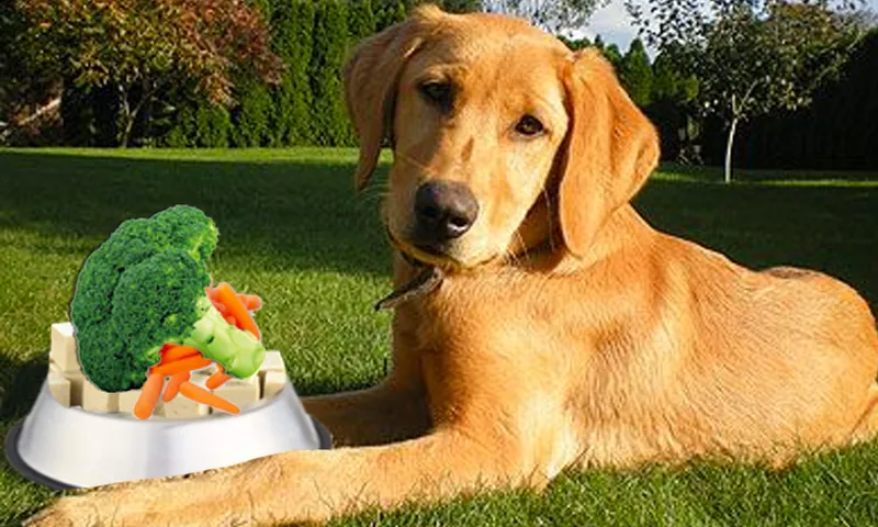 vegan dog