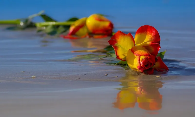 rose-2335203_1920