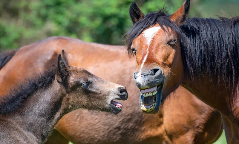 New Forest Pony and Foal pulling funny faces in the summer sunshine