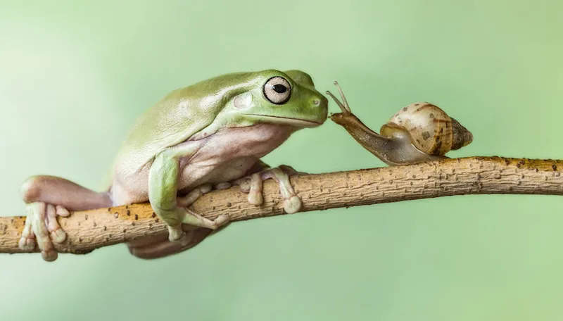 Frog and a snail on a branch