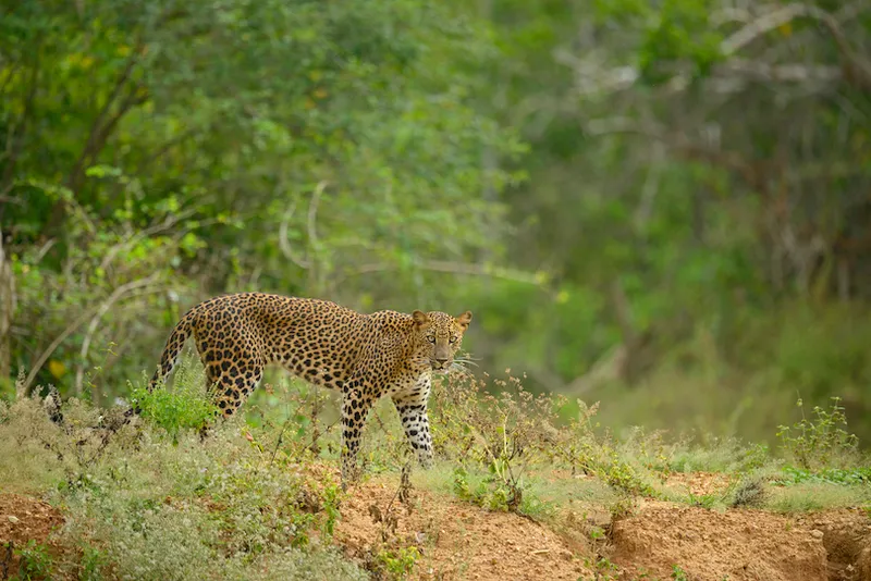 Staring leopard in Yala national park