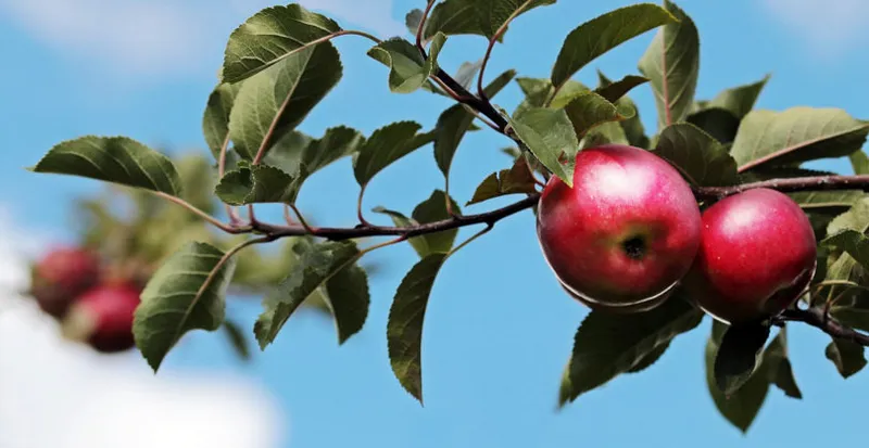 apples