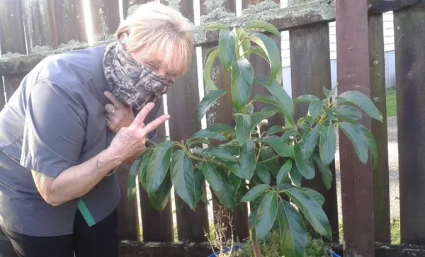 illegal-avocado-growing-850×637
