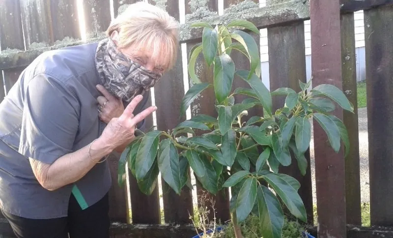 illegal-avocado-growing-850×637