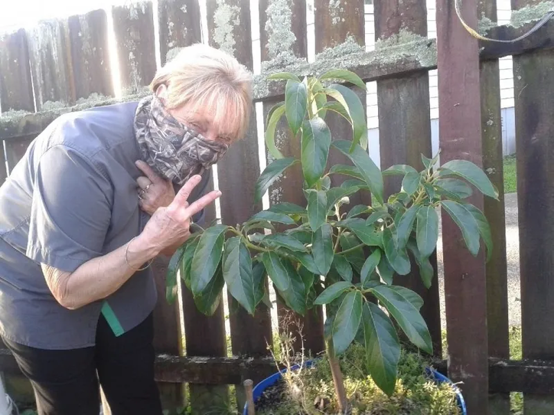 illegal avocado growing