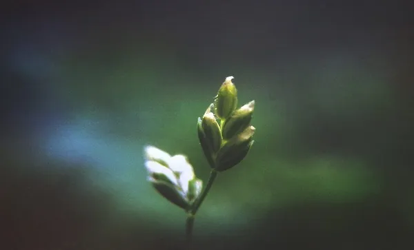 Close-Up Of Flower Buds