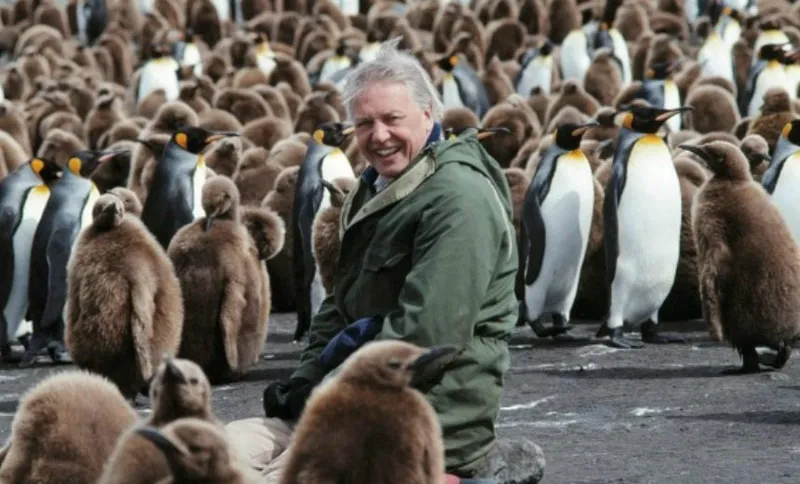 penguin
