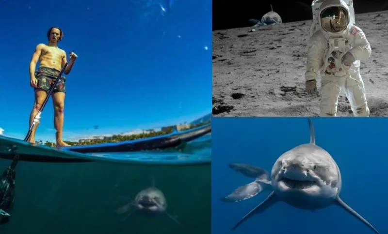 sharkfeat