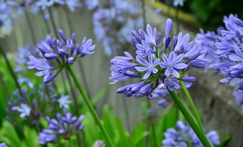 agapanthus-1524280_1280
