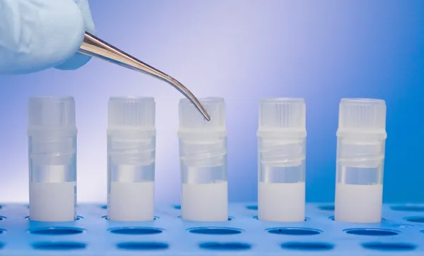Stem cells