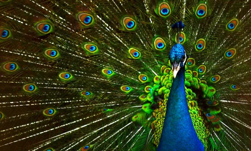 Peacock