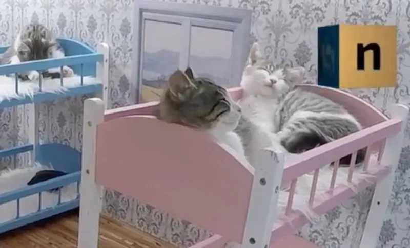 catbunk