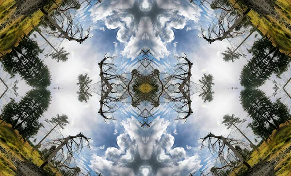 Abstract image: kaleidoscopic image of forest with damaged tree in the foreground