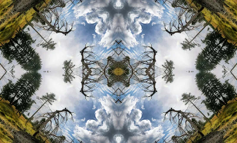 Abstract image: kaleidoscopic image of forest with damaged tree in the foreground