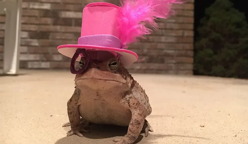 toadheader