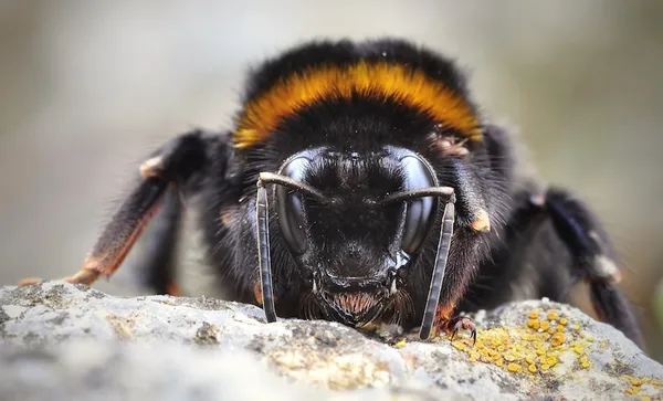 hummel-711677_1920