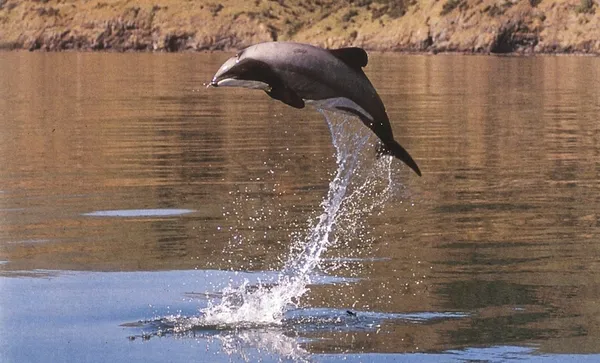 Maui’s dolphins