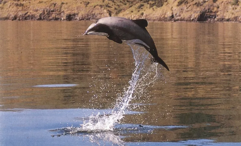 Maui’s dolphins