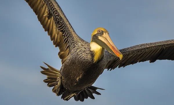 pelican-823840_1280