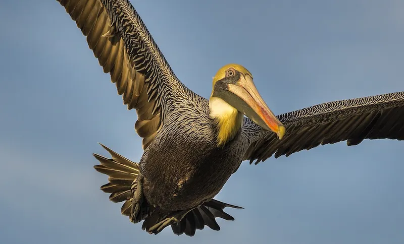 pelican-823840_1280