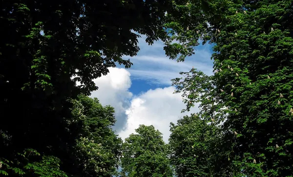 tree-220664_1280