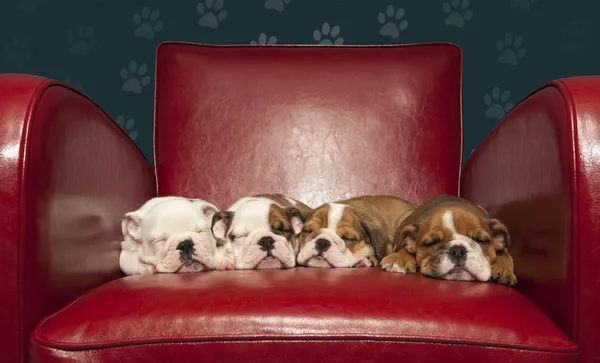 Four puppies asleep on red armchair