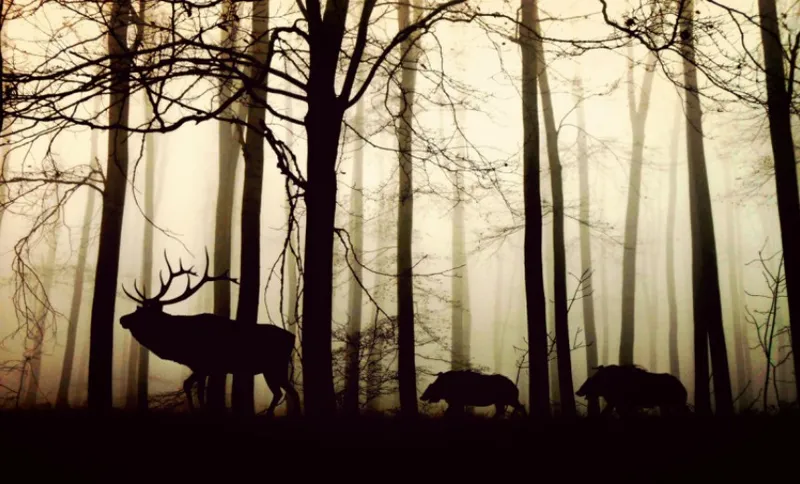 forestfeat