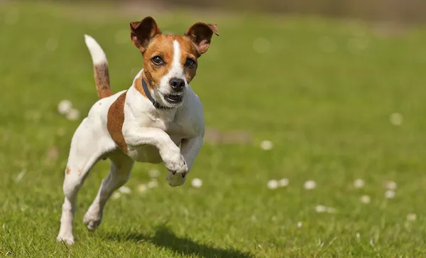 Jack Russell jumping