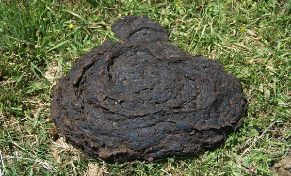 cow-shit