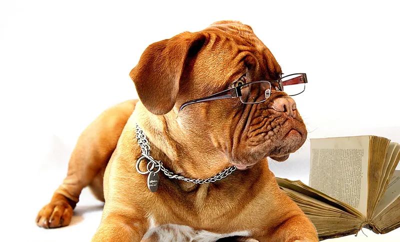 dog-734689_1920