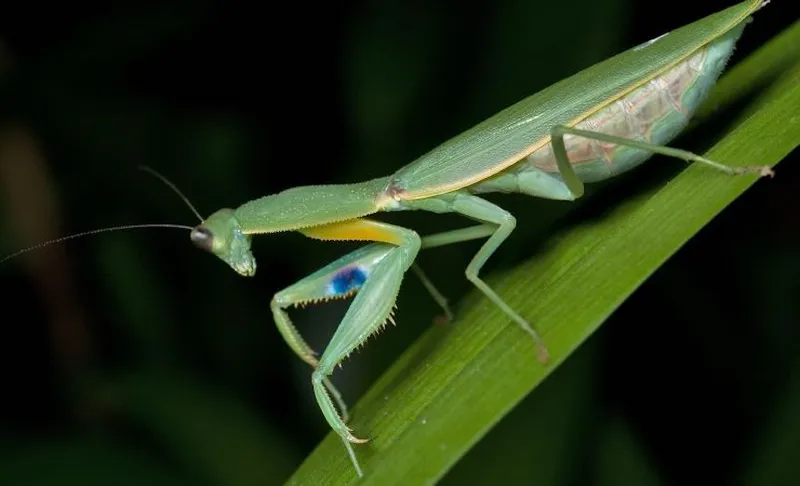Female_New_Zealand_Mantis_(Orthodera_novaezealandiae)_from_side