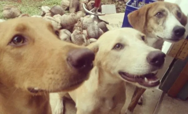 dogs