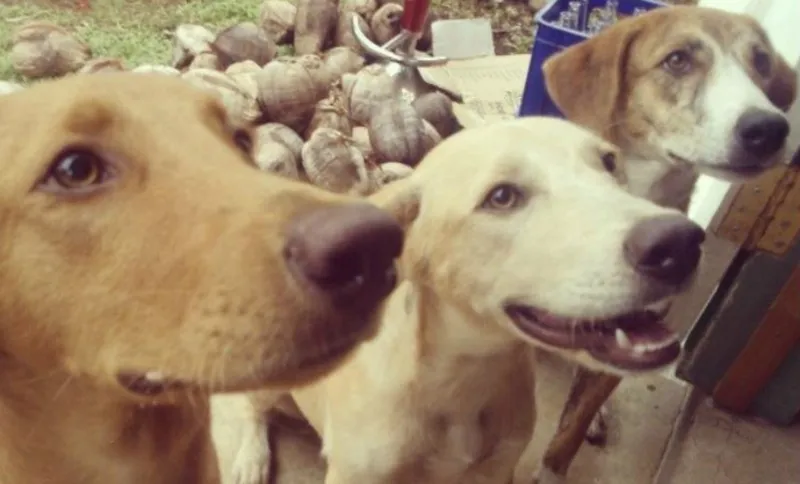dogs