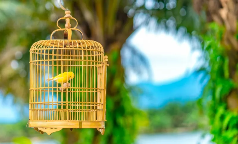birdcage