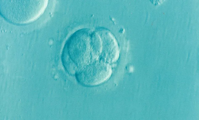 embryo