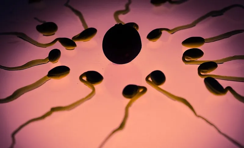 sperm