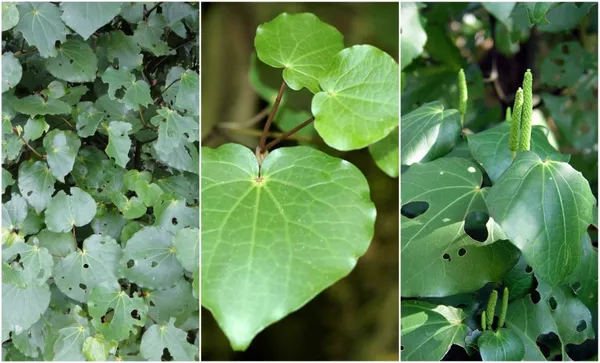 kawakawa