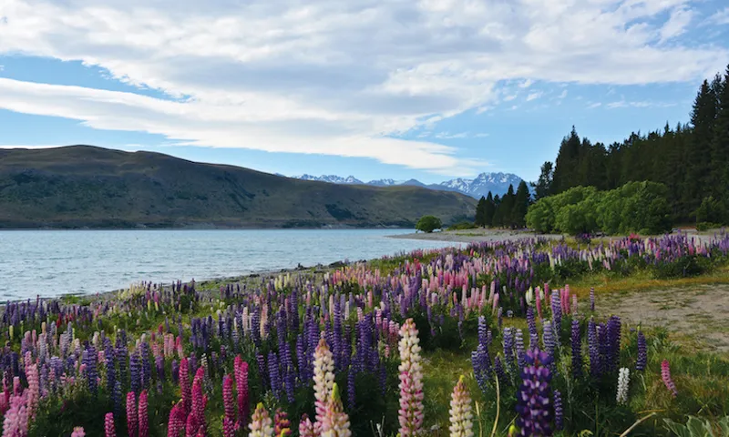 Lake Tekapo_pgs14-15