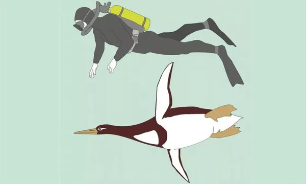 penguinfeat