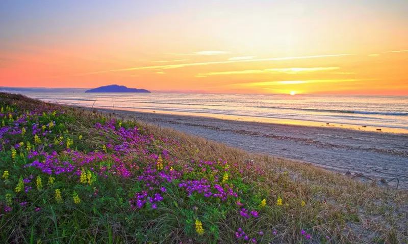 Lupine bloom in dunes