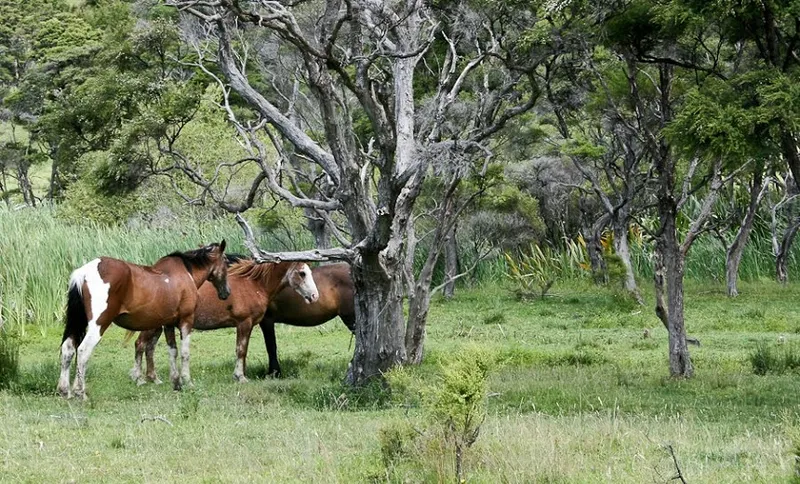 horses