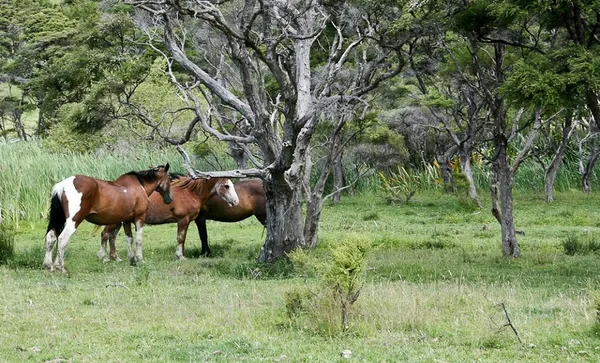 horses