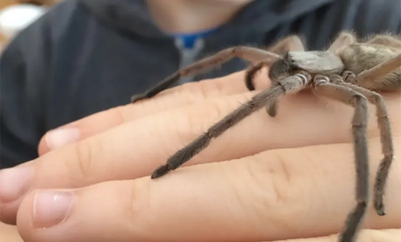 spider