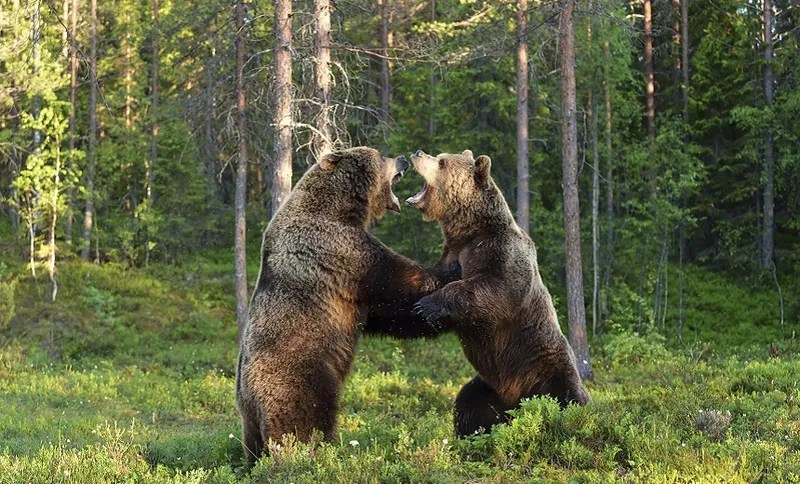 bears
